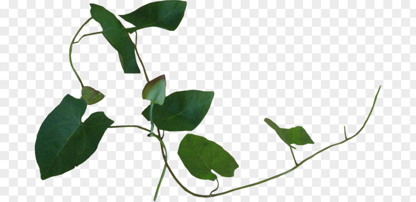 Plant Liana Ivy Leaf PNG