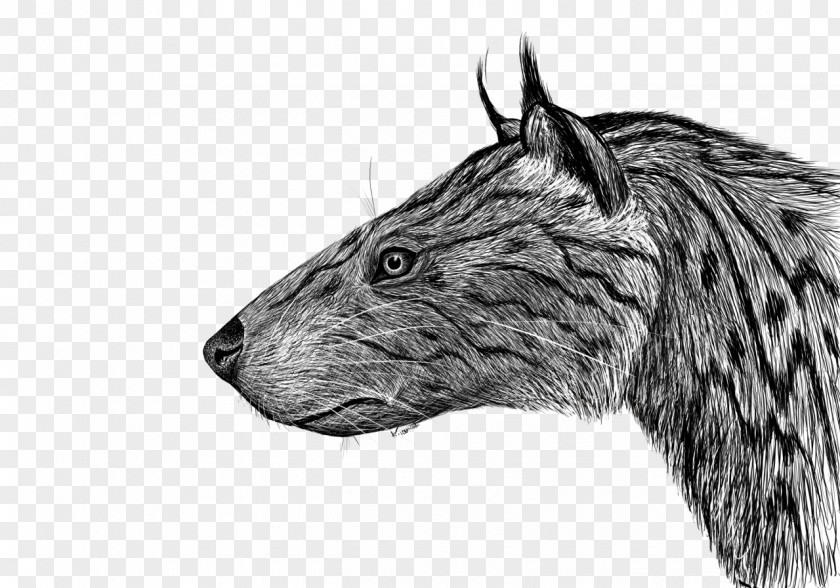 Wolf Drawing Wildlife Miacidae Rat Cat Mammal PNG