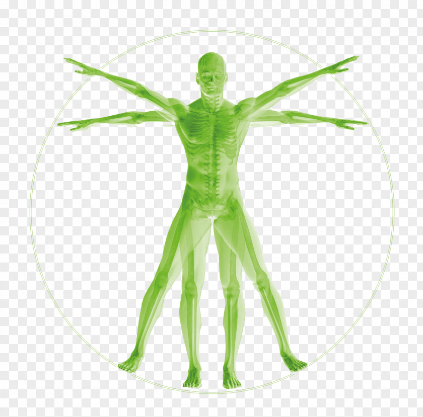 Anatomy Vitruvian Man Human Body Homo Sapiens Musculoskeletal System PNG