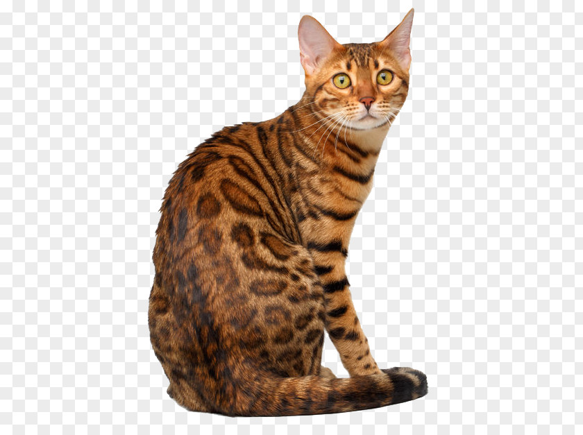 Bengal Cat Dragon Li Toyger Ocicat Egyptian Mau PNG