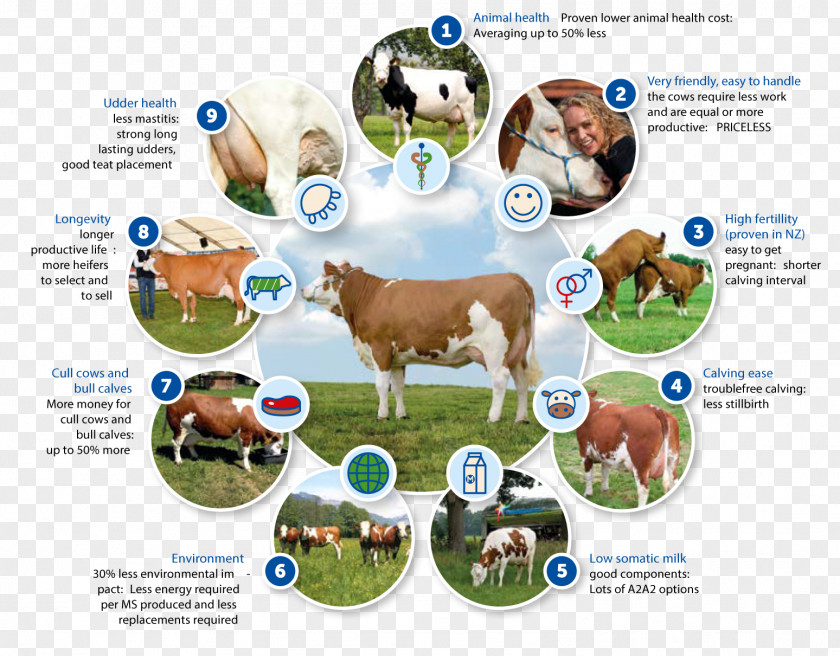 Calf Simmental Cattle Genetics Breeding Program Food PNG