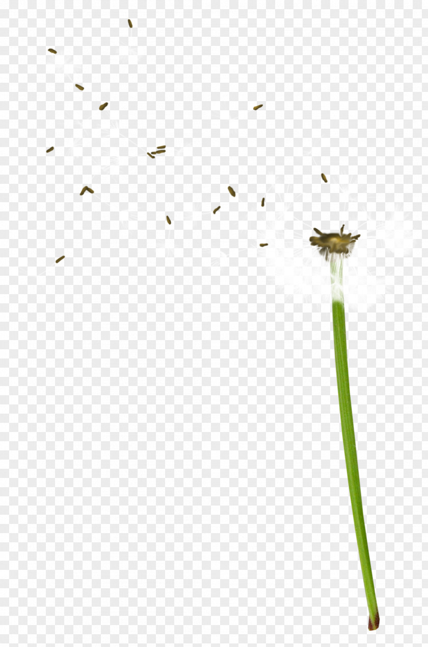 Flower Pissenlit Bouquet Plant Stem PNG