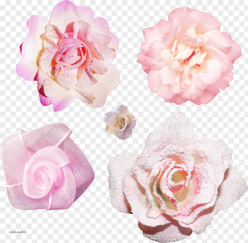 Garden Roses Centifolia Floribunda Clip Art PNG