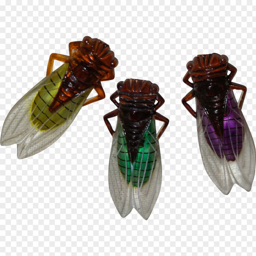 Plant Wing Insect Pest Net-winged Insects Cicada Membrane-winged PNG