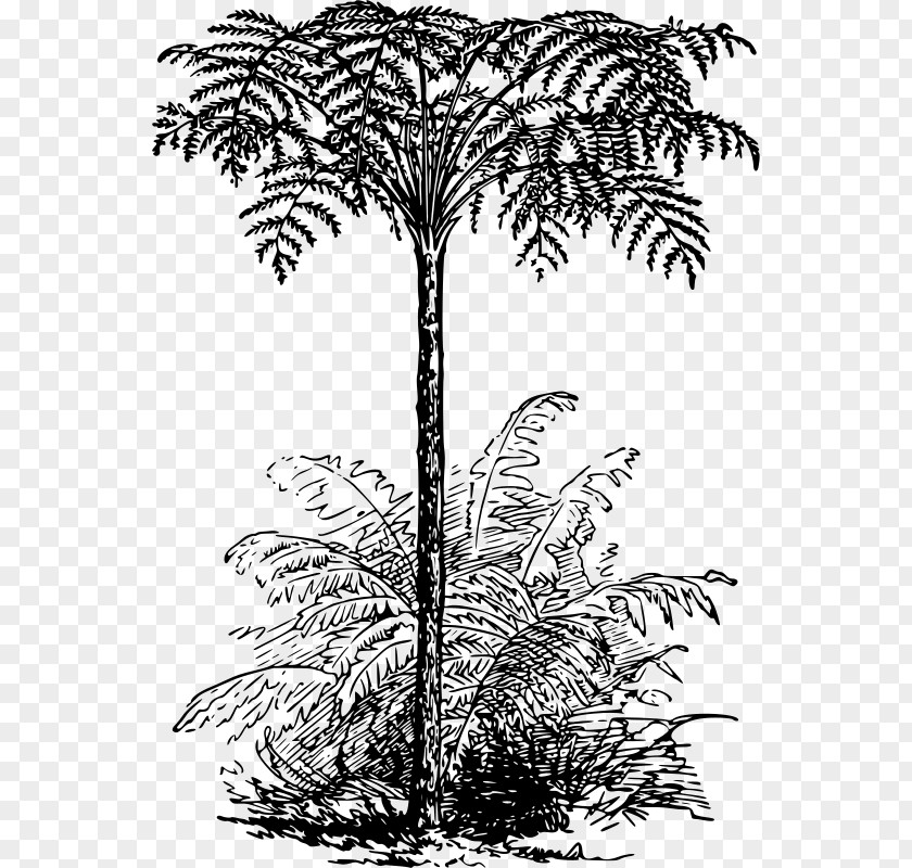 Tree Asian Palmyra Palm Fern Arecaceae Clip Art PNG