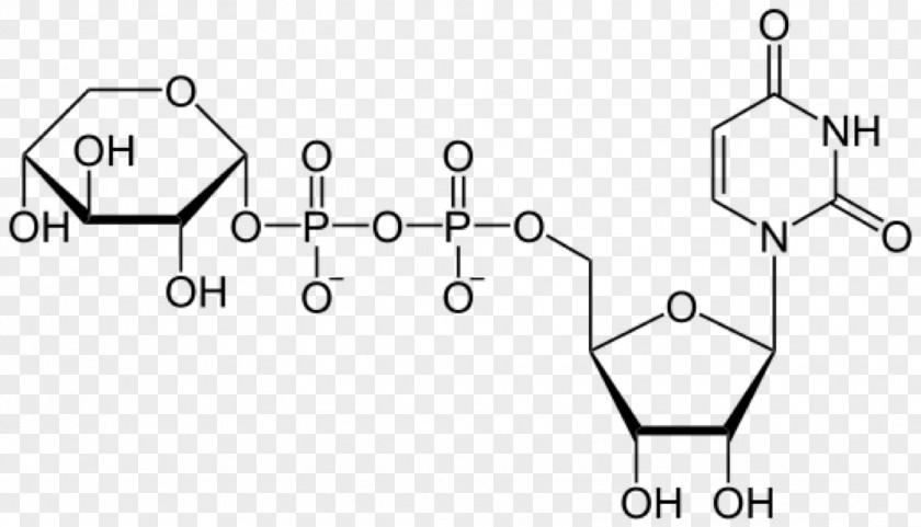 Uridine Triphosphate Diphosphate Glucose Adenosine PNG