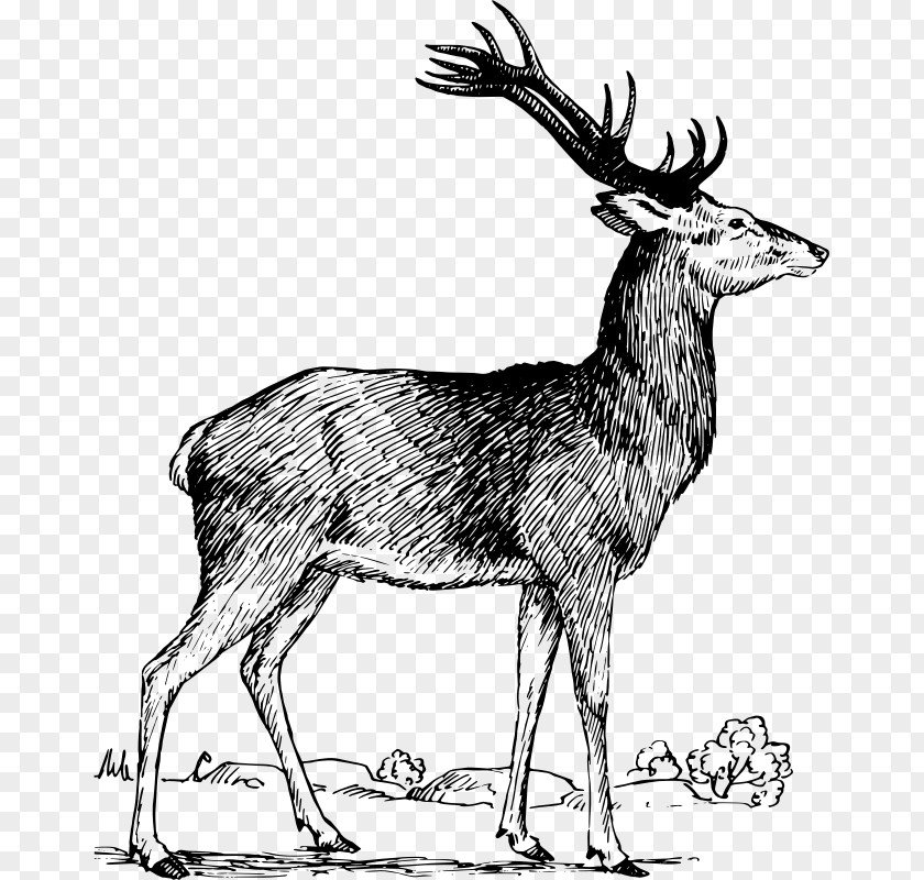 Deer Elk Red Moose Antler PNG