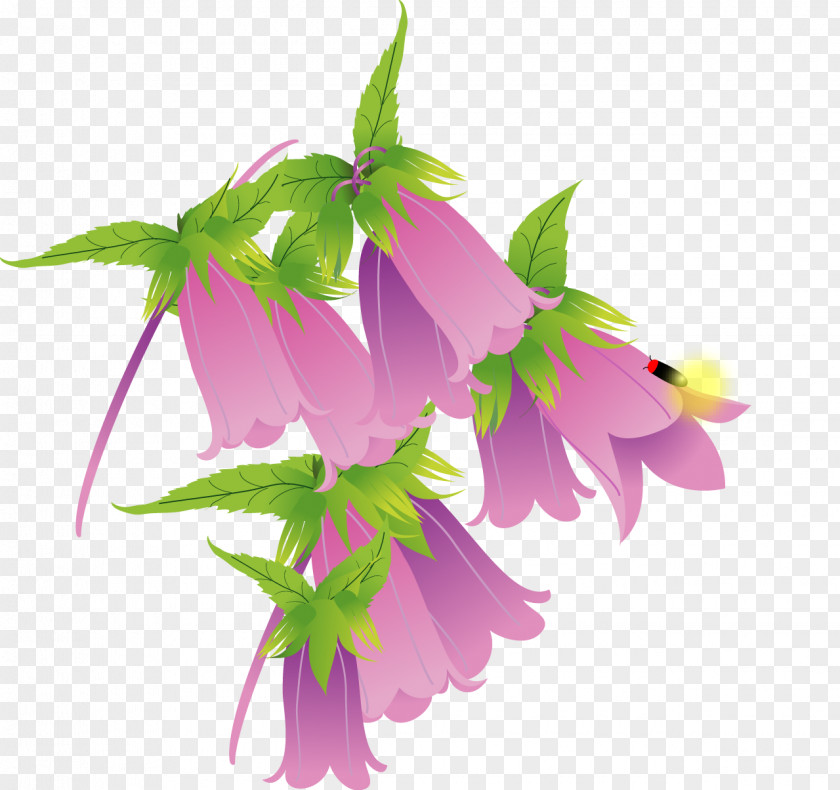 Firefly Spotted Bellflower Family Plant PNG
