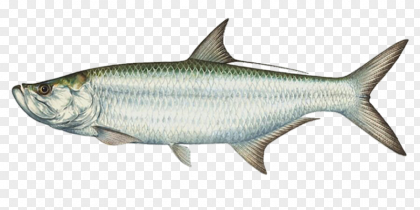 Fish Scales Tarpon Springs International Game Association Boca Grande Charter Atlantic Fishing PNG