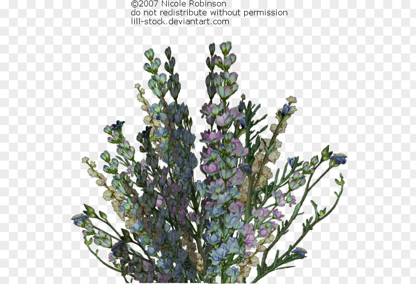 Macbeth Themes Collages Lavender Drawing Illustration Botany Paper PNG