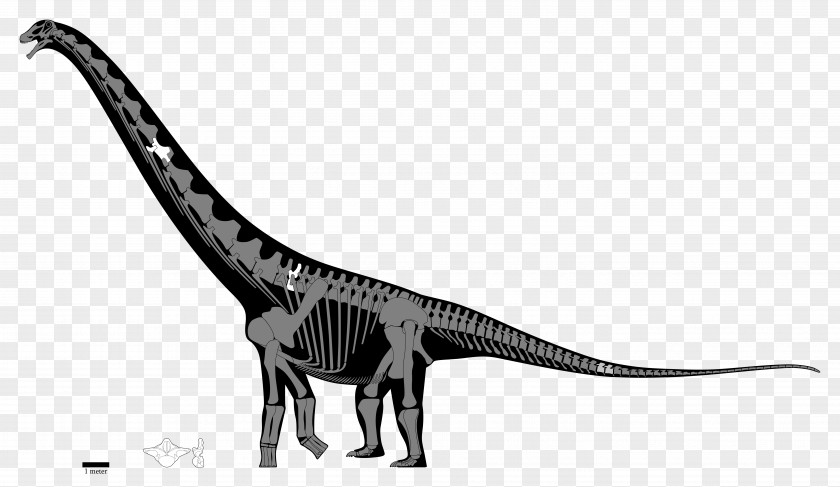 Skeleton Velociraptor Notocolossus Puertasaurus Patagotitan PNG