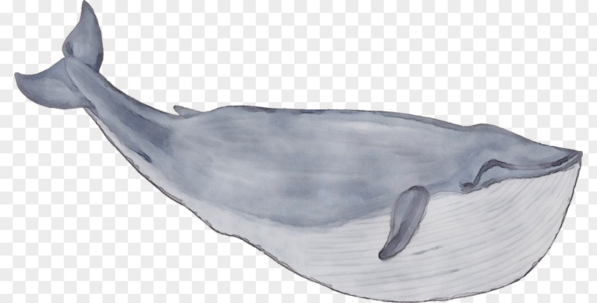 Roughtoothed Dolphin Bowhead Marine Mammal Bottlenose Common Cetacea Sperm Whale PNG