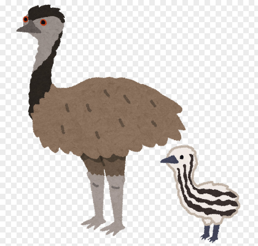 Bird Common Ostrich Emu Flightless Chicken PNG