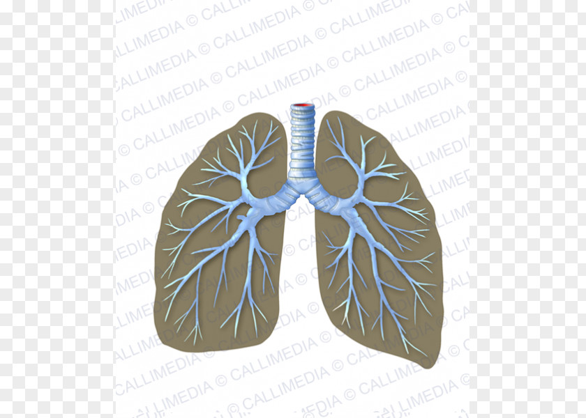 Bronchus Respiratory System Breathing Organ PNG system system, clipart PNG