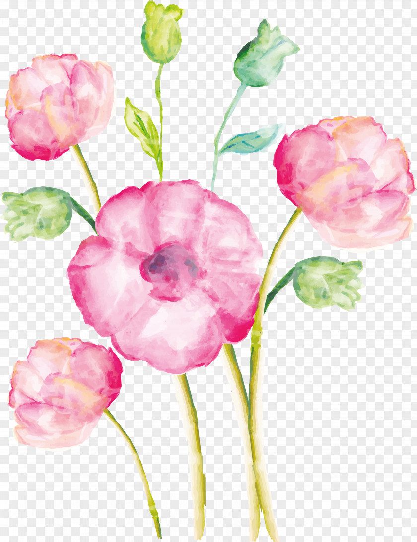 Carnations Watercolor Painting Drawing Image Watercolor: Flowers PNG