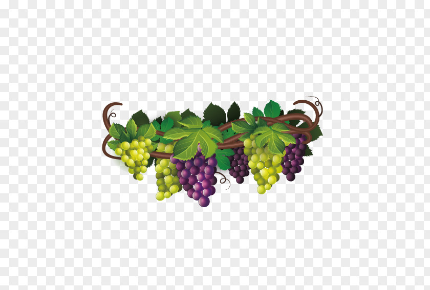 Delicious Grapes Wine Common Grape Vine The Fox And Euclidean Vector PNG