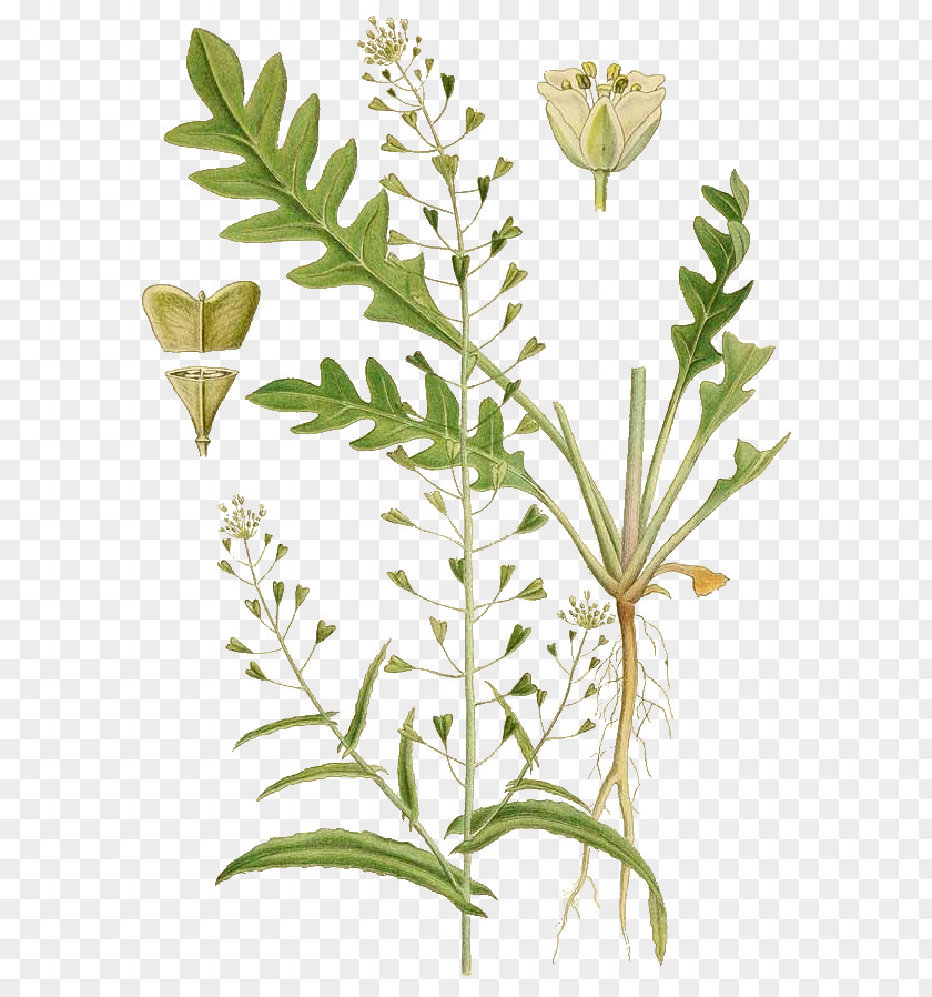 Klsebursa Shepherd's Purse Herb Annual Plant Rosette PNG