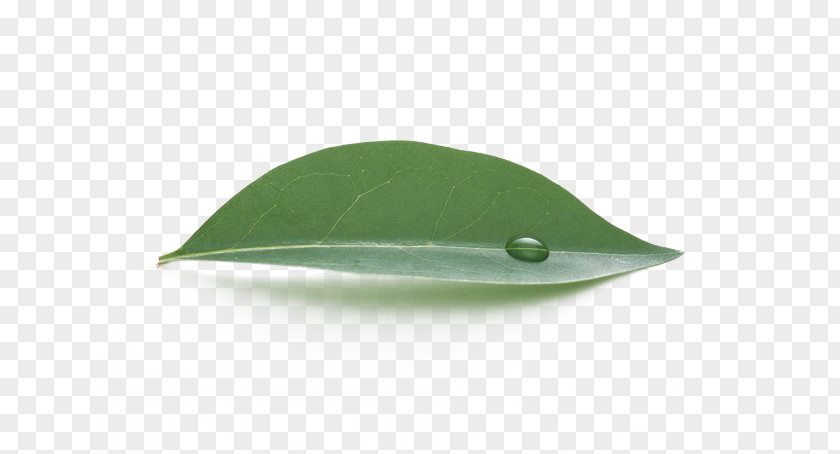 Leaves Leaf Green Water PNG