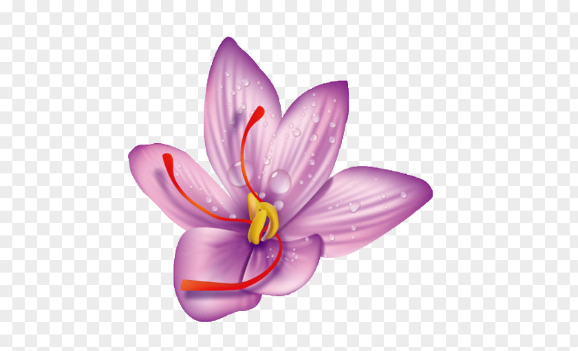 Saffron PNG clipart PNG