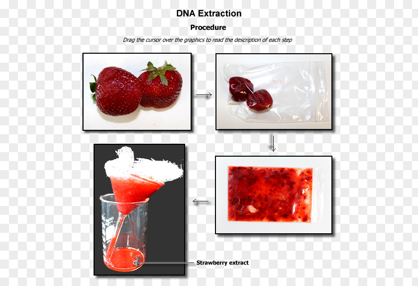 Strawberry DNA Extraction Laboratory Biology PNG