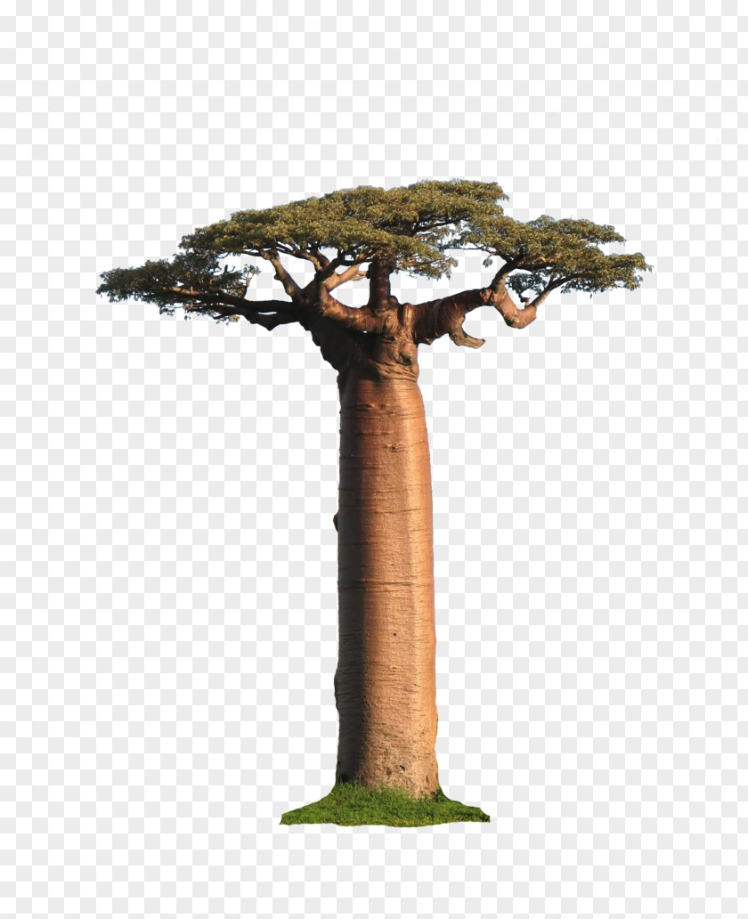 Tree Adansonia Grandidieri Madagascar General Sherman Gregorii PNG