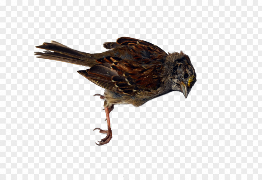 Dead Bird Beak Of Prey PNG