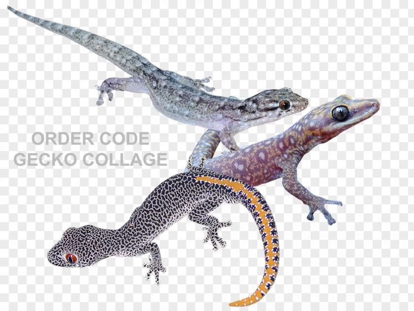 Geko Gecko Reptiles In Focus Newt Amphibian PNG