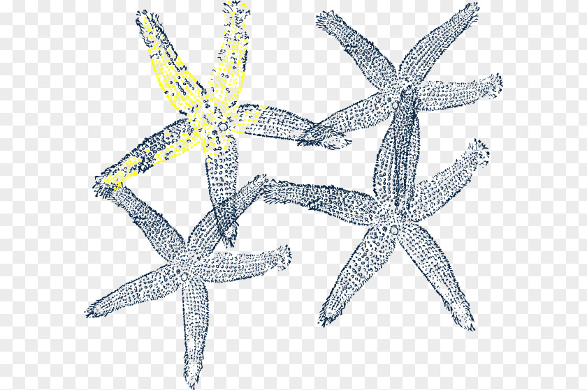 Starfish Vector Clip Art PNG