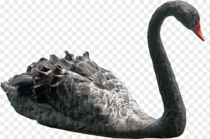 Swan Black Bird Black-necked PNG