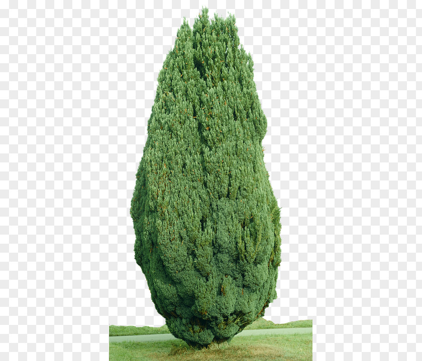 Tree Spruce Mediterranean Cypress Evergreen PNG