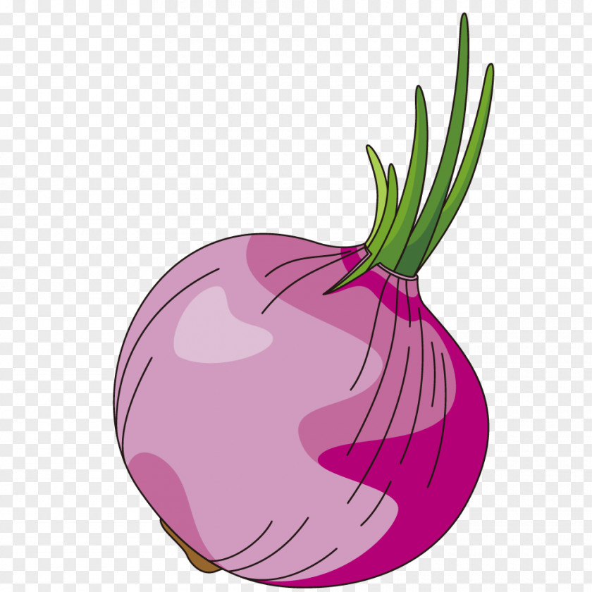 Onion Vector Graphics Illustration Food Vegetable PNG