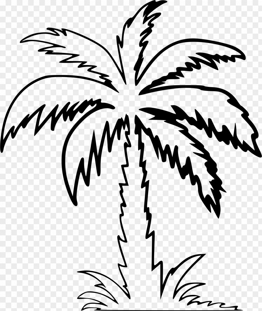 Palm Clipart Arecaceae Drawing Tree Clip Art PNG
