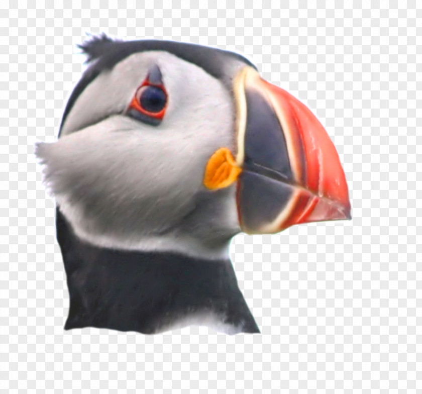 Puffin Beak Snout PNG