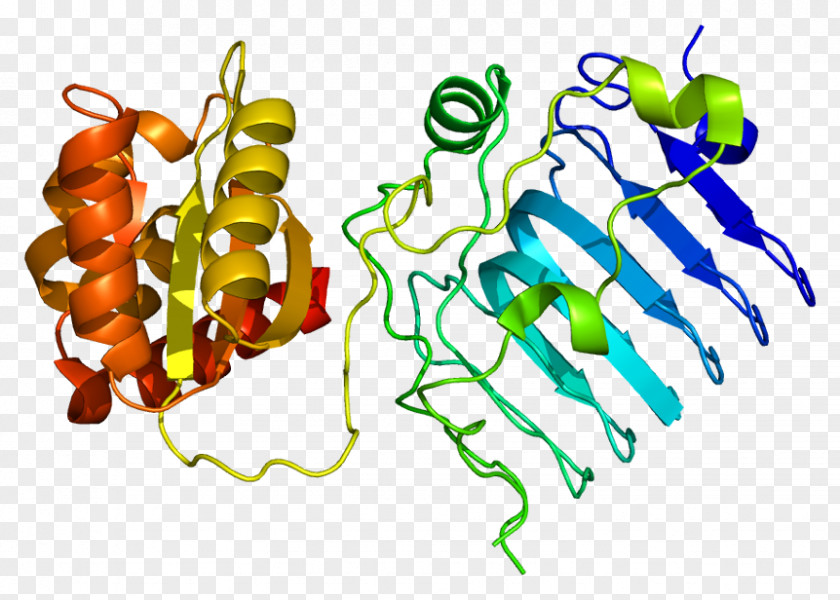 RP2 GTPase-activating Protein Gene Retinitis Pigmentosa GTPase Regulator PNG