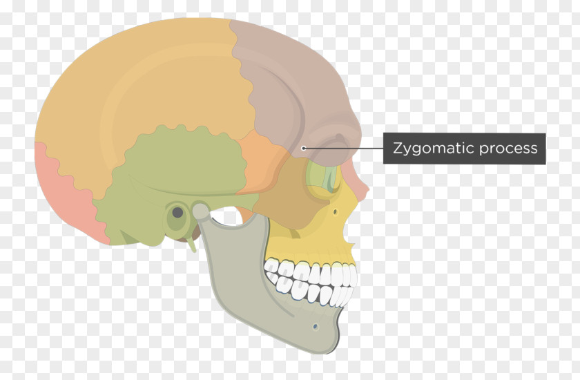 Skull Frontal Bone Human Skeleton Zygomatic Process PNG