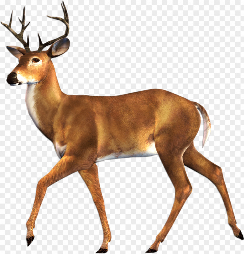 Springbok Fawn Reindeer Cartoon PNG