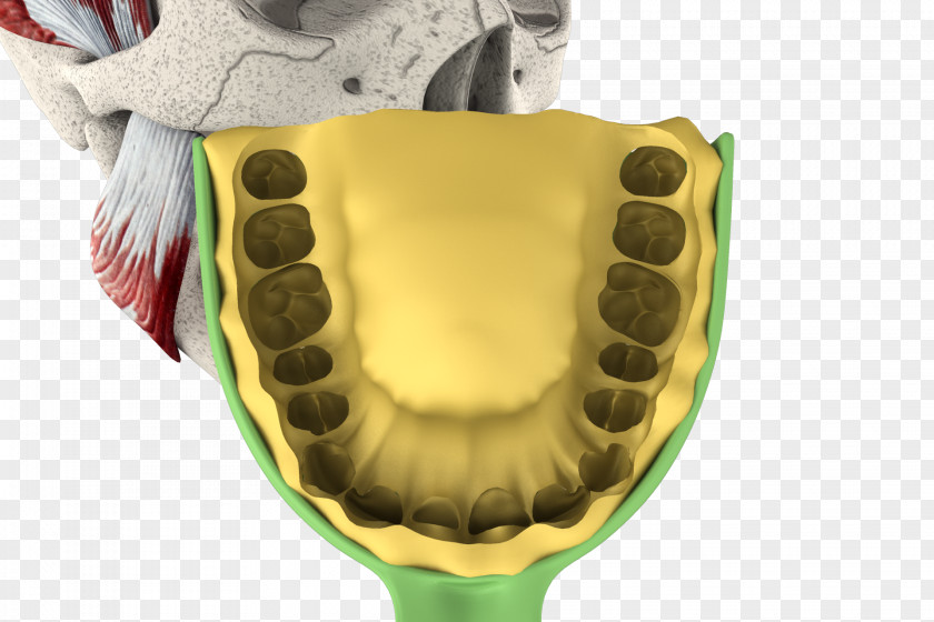 3d Tooth Jaw PNG