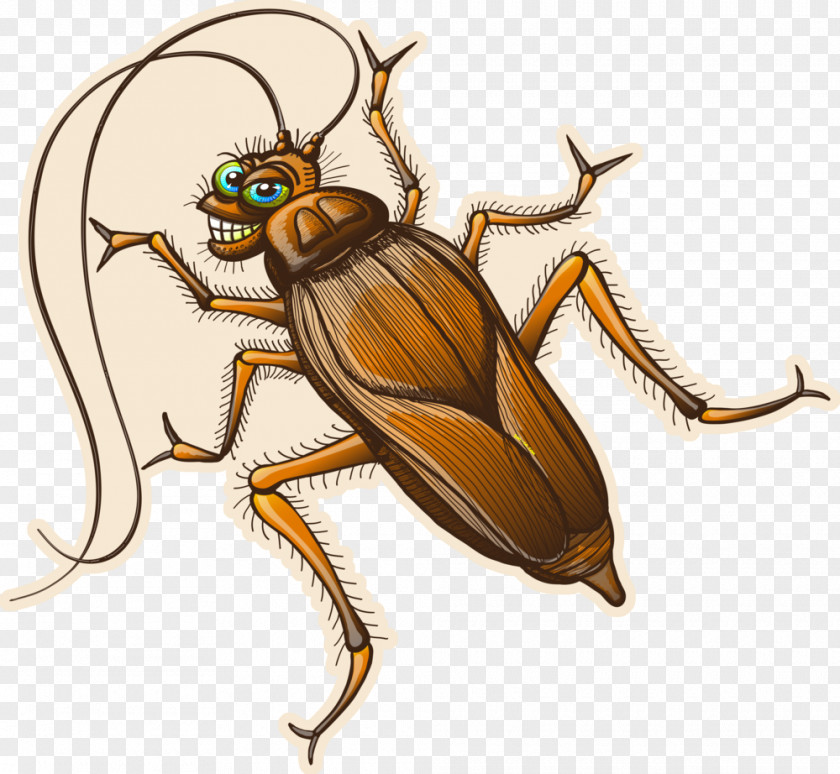 Cockroach Insect Pest Drawing PNG