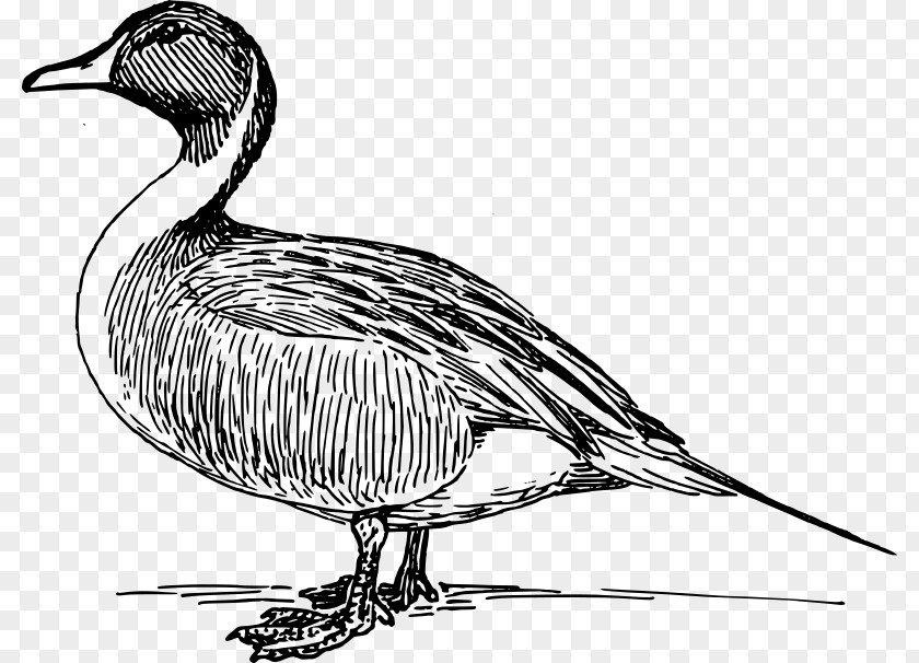 Duck Donald Mallard American Pekin PNG