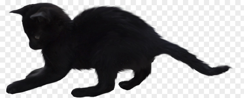 Eo Black Cat Whiskers Domestic Short-haired Kitten PNG