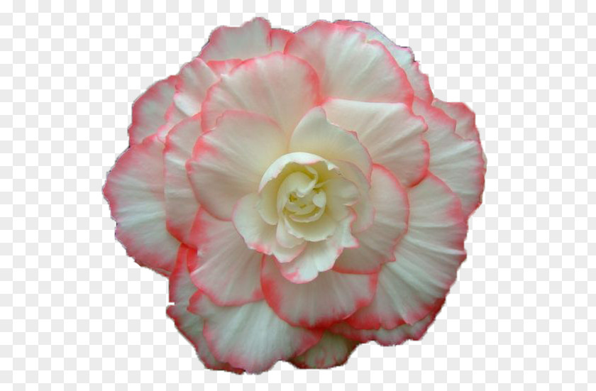 Flower GIF Bouquet Animation Cabbage Rose PNG