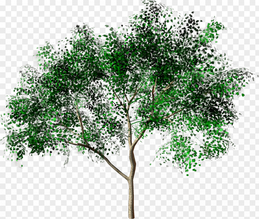 Tree Transparent Forest Drawing Painting PNG