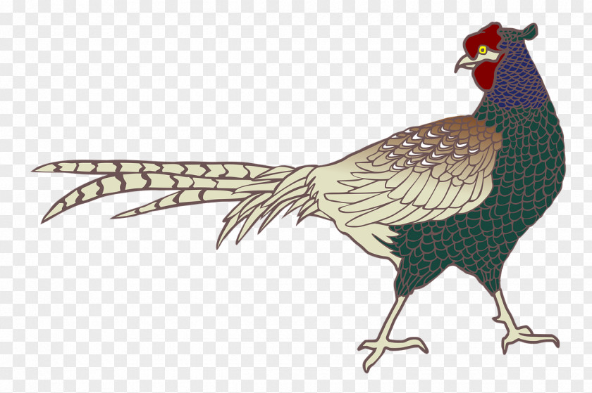 Bird Rooster Ring-necked Pheasant Green PNG