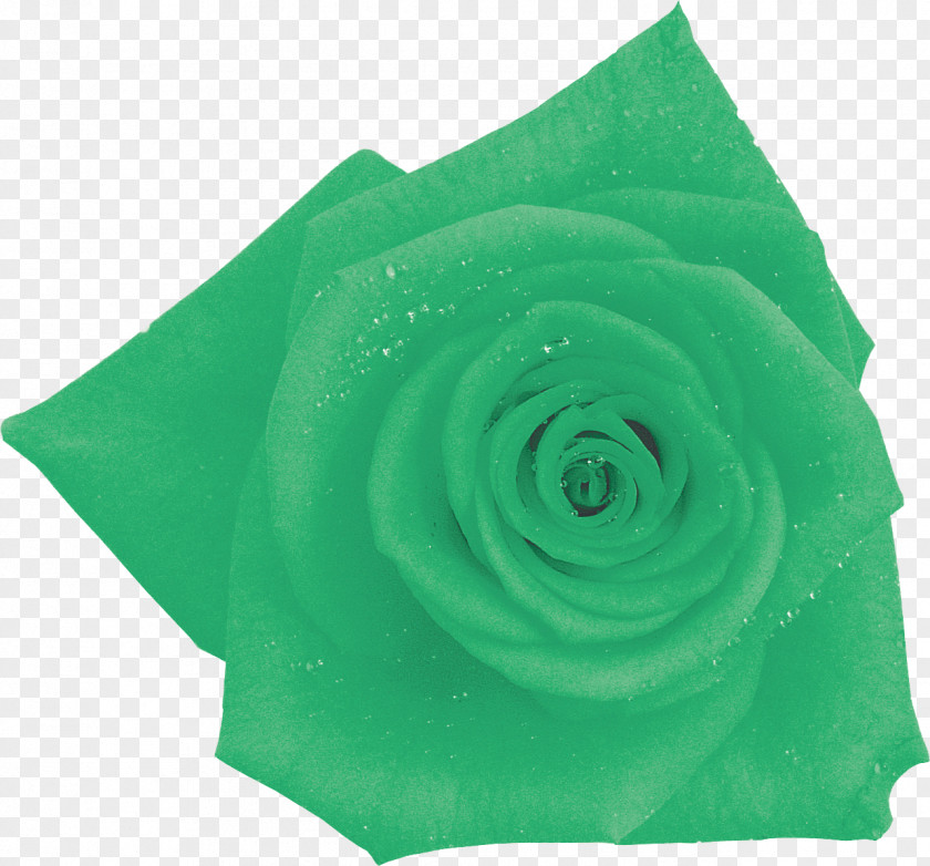 Blue Rose Garden Roses Cut Flowers Green Photography PNG