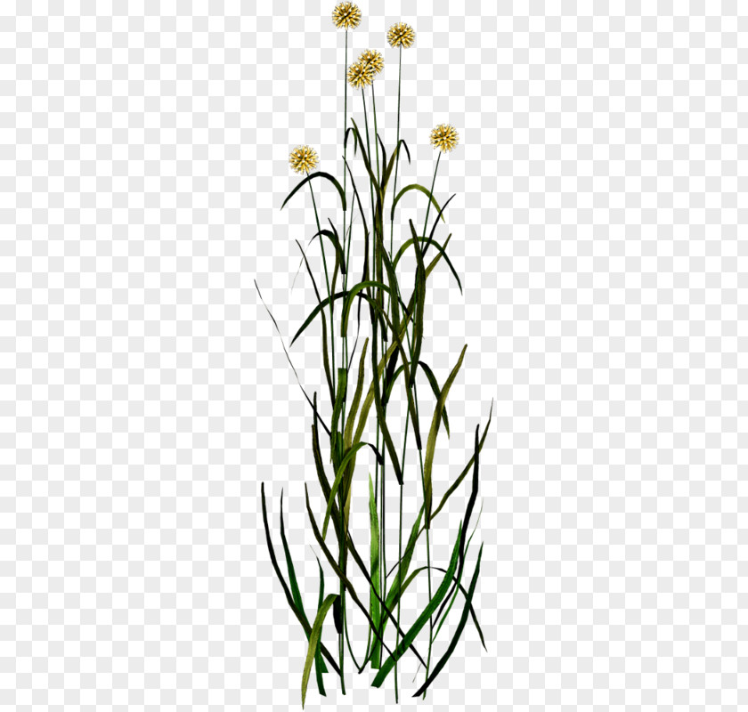 Dandelion Swaying In The Wind Plant Floral Design PNG