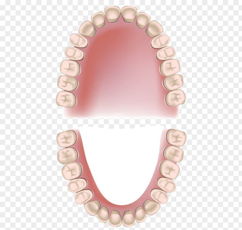 Dental Health Analysis Permanent Teeth Deciduous Dentistry Periodontitis Child PNG