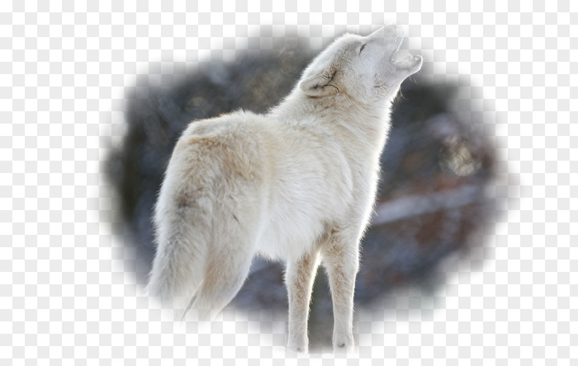 Dog Puppy Arctic Wolf Eurasian Pack PNG