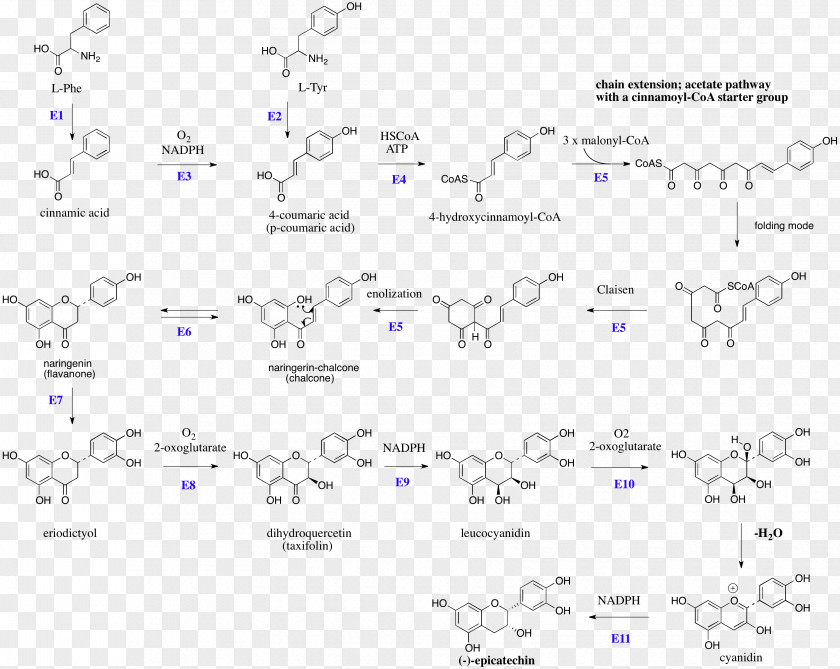 Flavan-3-ol Flavonoid Catechin Tannin PNG