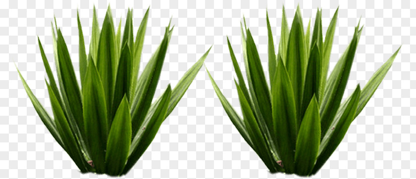 Green-plant-concept. Distillation Tequila Whiskey Scotch Whisky Agave Azul PNG