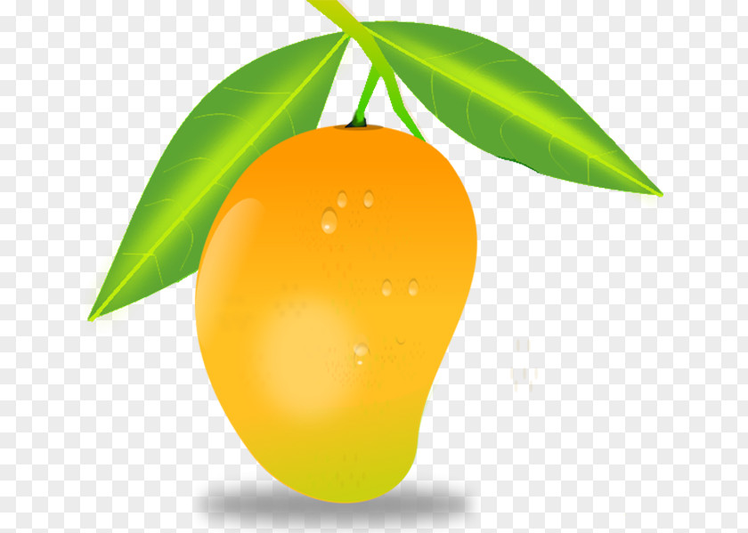 Mango Clip Art PNG
